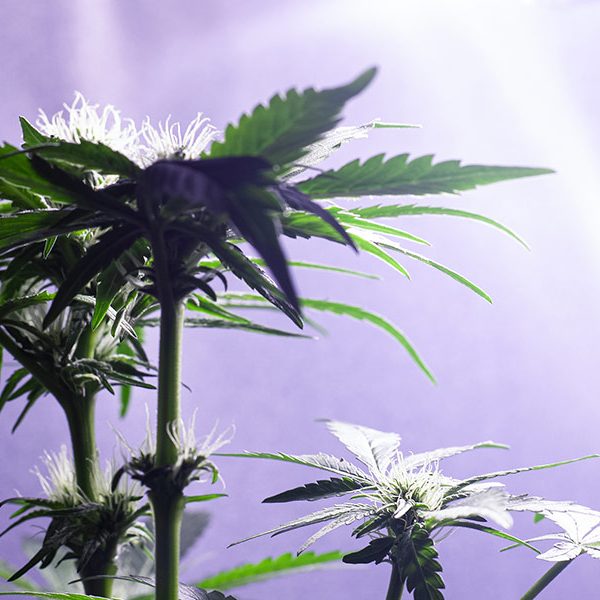 ERI Market Study on Indoor Cannabis Cultivation