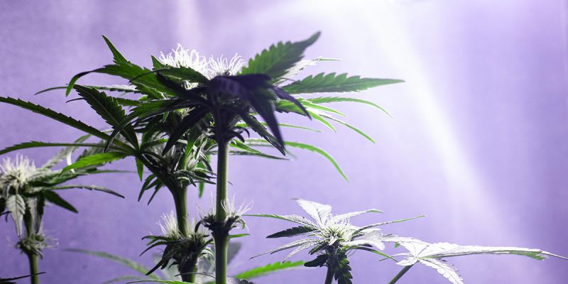 Indoor Cannabis Cultivation Energy