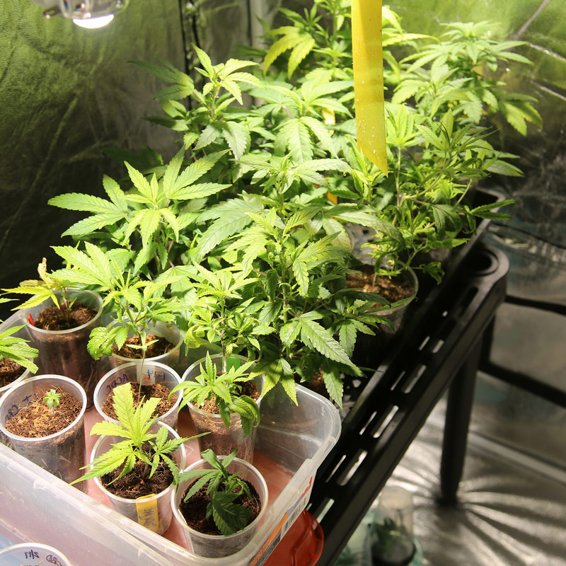 Cannabis Greenhouse Engineering