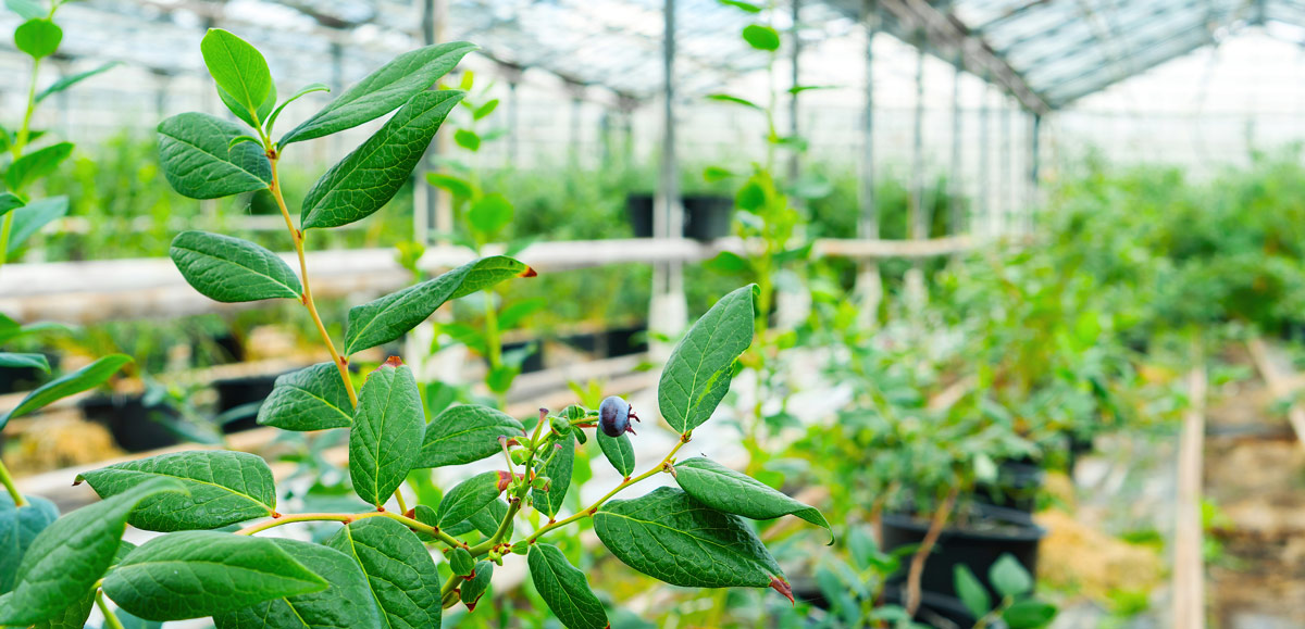 GLASE greenhouse lighting