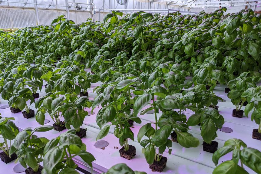 Gretchen Schimelpfenig Greenhouse Maintenance Planning Energy