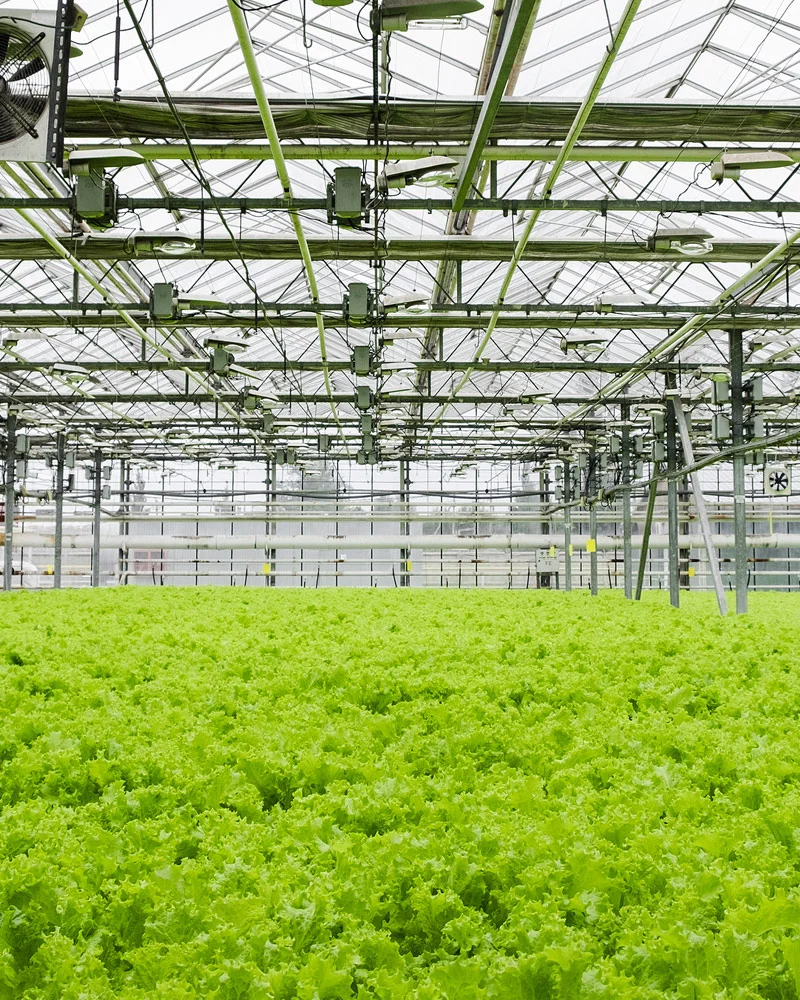 CEA Controlled Environment Agriculture