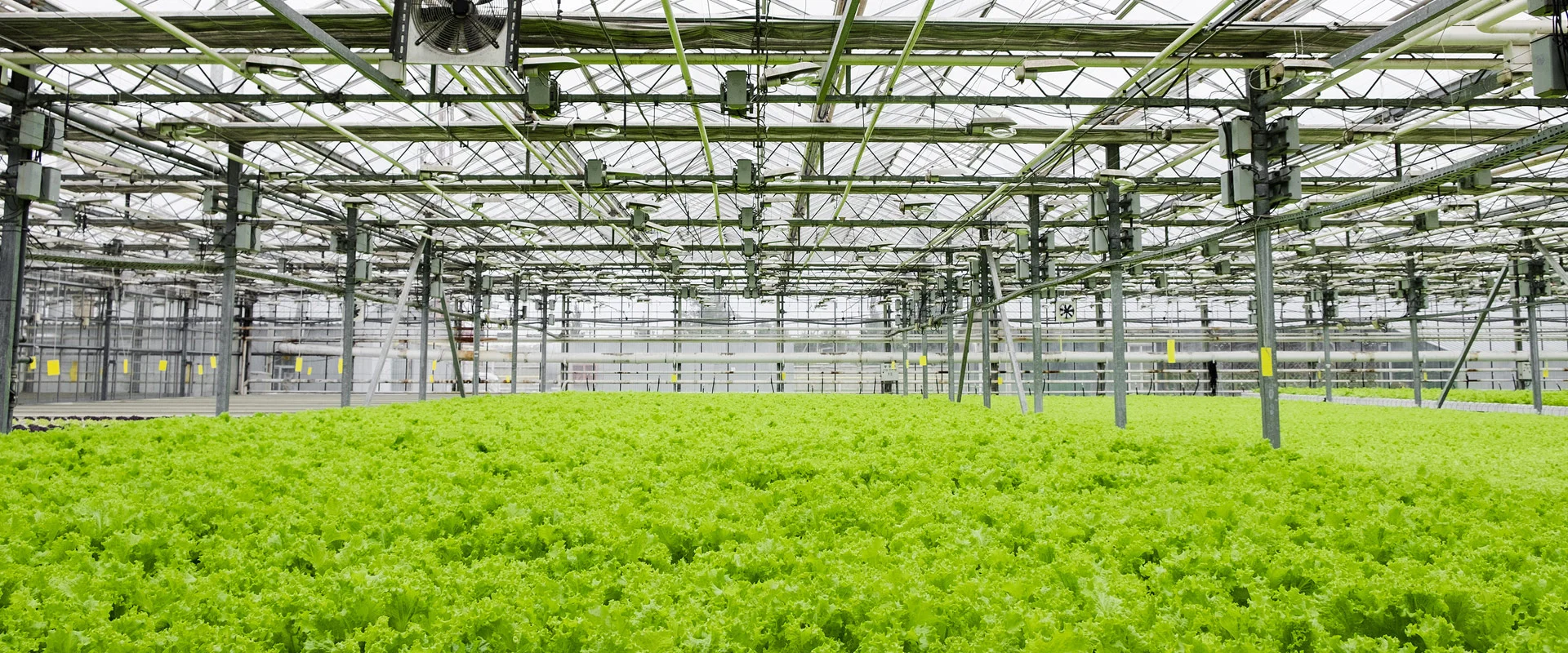 CEA Controlled Environment Agriculture